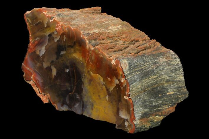 Polished, Rainbow Petrified Wood (Araucarioxylon) - Arizona #159705